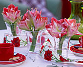 Hippeastrum (red and white amaryllis) in small jars