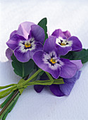Viola cornuta Sorbet 'Purple Babyface' (Hornveilchen)