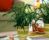 Cyperus argenteostriatus (Cyprus grass) in a ring pot, glass flowers