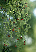 Asparagus with fruits