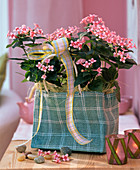 Bouvardia (pink bouvardia) in mini carrier bag, ribbon