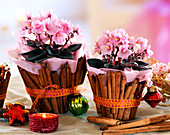 Usambara violet (Saintpaulia ionantha), pots decorated with cinnamon sticks