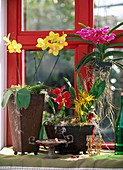 Phalaenopsis, Cattleya