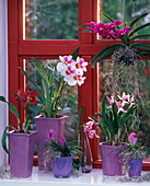 Orchid window