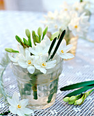 Narcissus (Tazett-Narzissen) in mattem Glas mit Rand