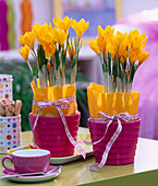 Crocus flavus in pink pots with yellow tissue paper and ribbon