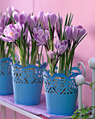 Crocus 'Pickwick' (Striped Crocus) in blue tin pots