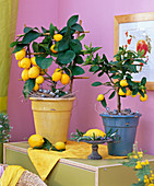 Citrus limon 'Florentina' (lemon)