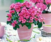 Rhododendron simsii (pinkfarbene, ungefüllte Zimmerazalee)