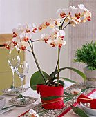 Phalaenopsis (butterfly orchid)