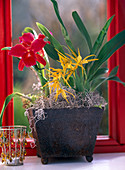 Cattleya, Brassada 'Mivada' (Orchids)