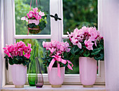 Cyclamen (Cyclamen)