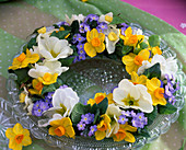 Narcissus primula myosotis wreath (2/2)