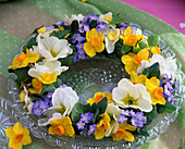 Narcissus-primula-myosotis-kranz (2/2)