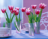 Tulipa 'Lustige Witwe' (Tulpen)