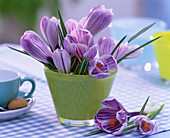 Crocus 'Pickwick' (Krokusse) im grünen Glas