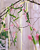 Hyacinthus (Hyazinthenblüten und -blätter)