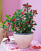 Euphorbia milii (Christusdorn)
