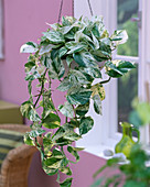 Epipremnum 'Marble Queen' (green and white ivy)