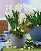 Hyacinthus 'White Pearl' (Hyazinthe) Einzelblüten