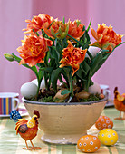Tulipa 'Orange Princess' (double tulips)