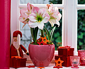 Hippeastrum 'Appleblossom' (Amaryllis)