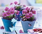 Viola Panola 'Lavender With Blotch' (Pansy)