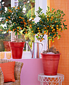 Citrofortunella (Calamondin orange)
