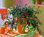 Aeschynanthus (Schamblume)