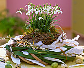 Galanthus (Schneeglöckchen) in Nest aus Zweigen