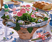 Bellis (pink daisy) in a wide dish