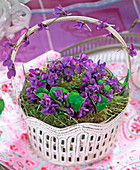 Viola odorata (scented violet wreath)