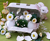 Egg box with eggs as vases, Bellis (Daisies)