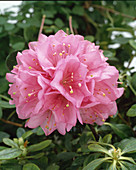Azalea 'Rosa Perle'