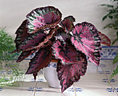 Begonia rex hybrid