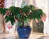 Begonia 'Tamaya' in blue planter