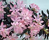 Azalea hybrid