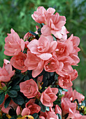 Azalea hybrid