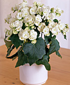 Lorraine begonia in white