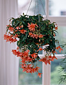 Begonia pendula F1 hybride