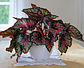 Begonia-Rex hybrid