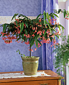 Begonia - Hybr. 'Tamaya'