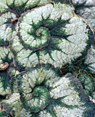 Begonia Rex Hybr. 'Olympica'