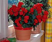 Begonia hybrid