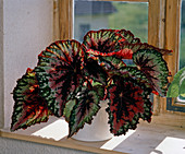 Begonia-Rex-Hybride