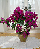 Bougainvillea glabra