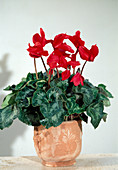 Cyclamen persicum