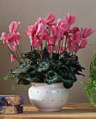 Cyclamen persicum