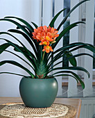 Clivia miniata