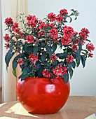 Cestrum elegans